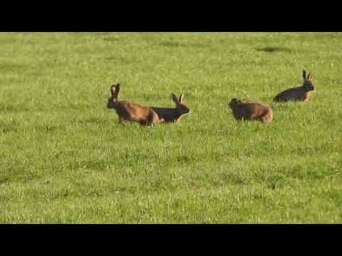 Mad March Hares