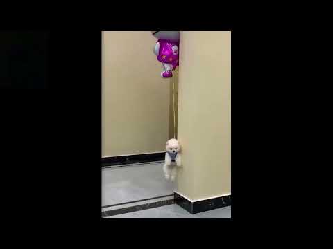 Funniest animals 2023 🐱cats/funniest cats and dogs🐶🐕🐕🐕