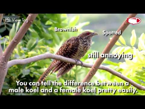 The Asian Koel
