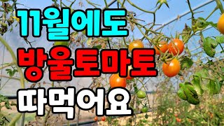 11월에도 방울토마토를 따먹을수 있어요.