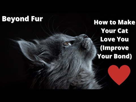 How to Make Your Cat Love You (Improve Your Bond)