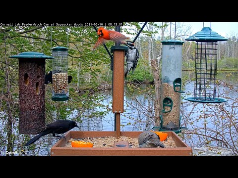 Hairy Woodpecker takes a few feathers       08 13 00 5 16 21