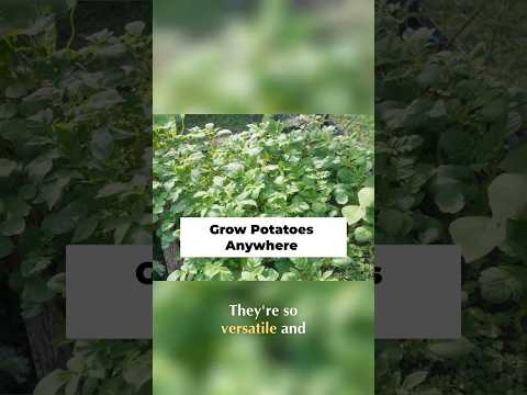 Anywhere Potatoes: Easy Container Gardening Tips