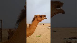 Why Are Camels So Special? 🐪 #shorts