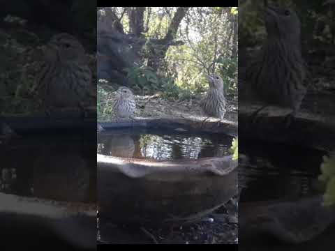 Birdday 063 Jilguero hembra 1906 2025