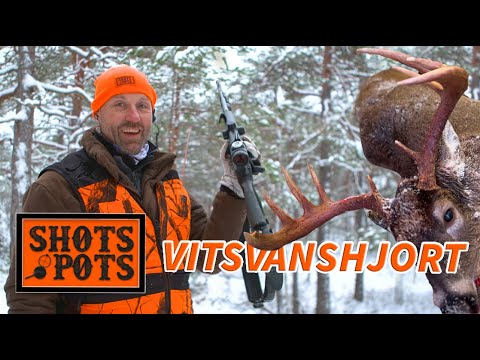 JAKT PÅ VITSVANSHJORT - Lubbe jagar i Finland