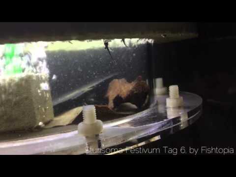 Sturisoma festivum Jungtiere - Tag 6 im Ernstkasten, bei der Fütterung