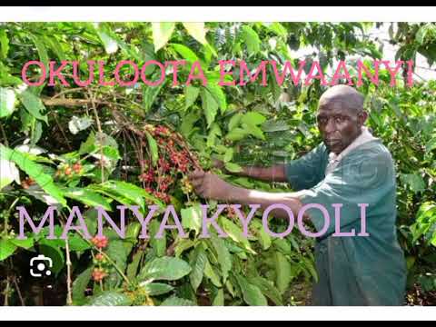 OKULOOTA EMWAANYI (DREAM ABOUT COFFEE) (0762413013)