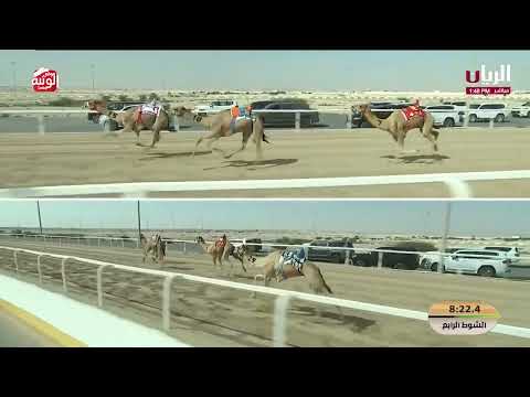  ش 4 (مذهل) لـ محمد فرج حموده الظاهري 12:16:07 , مهرجان الأمير الوالد 2026/2/11 حول زمول الشحانية 