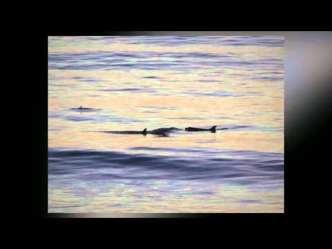 YouTube video about: What time is sunset in carlsbad ca?