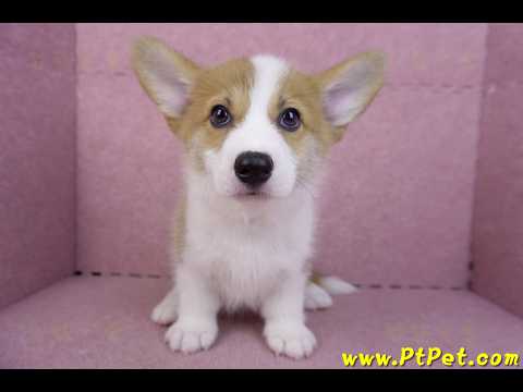 10/10雙色柯基犬母幼犬(高雄大寮)