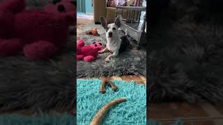 Radar arrives at the rescue house – another life saved Radar arrives at the rescue house – another life saved