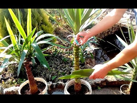 , title : 'How to grow Yucca plants from cuttings'