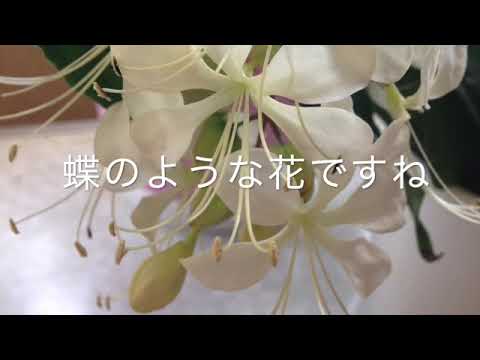 園芸 秋のリンドウ