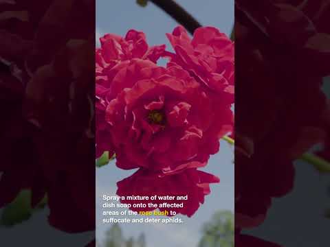 バラのアブラムシを防除するにはどうすればよいですか?