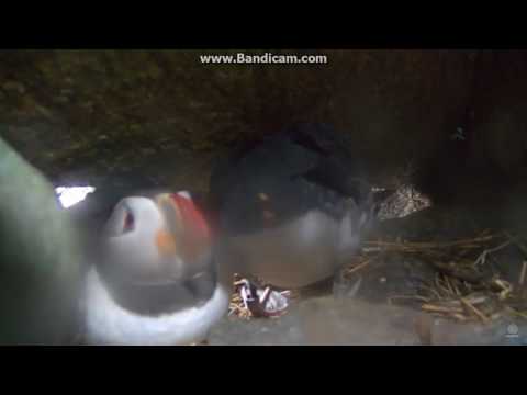 PUFFIN TWERKING!  OH MY GOODNESS