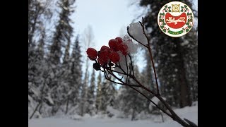 Осенний запрет на рыбалку абакан