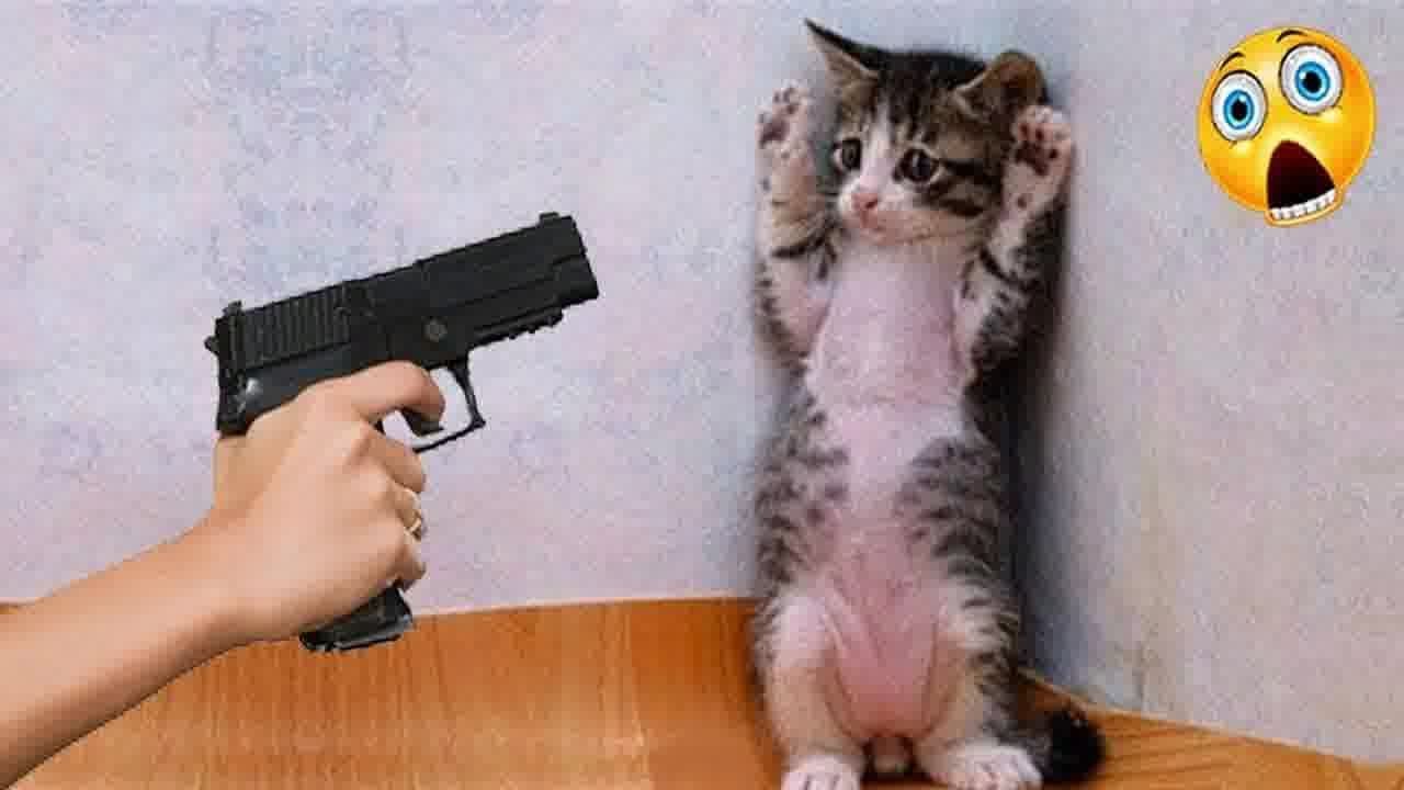 When you own a CAT with an IQ 200 😹😆 New Funny Catss 2024 😍😹