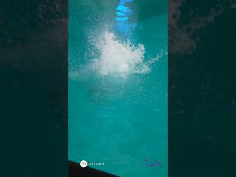 world aquatics diving world  2025  4k