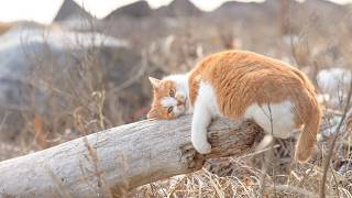 【人気の猫写真 2026年4月】NEKOくらぶ Apr /2026 ～ネコ好きはヤメラレナイ～