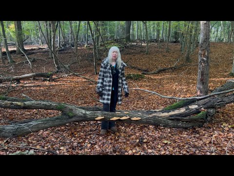 Autumn Mushrooms The Wood Wide Web￼