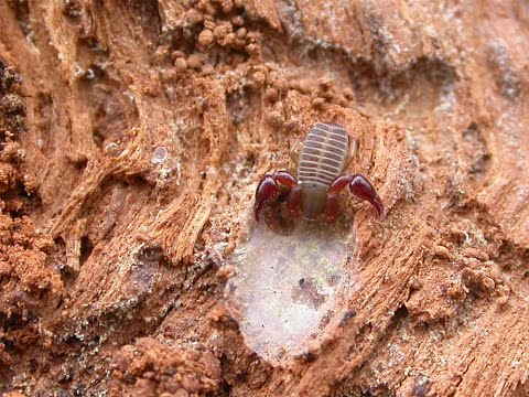 A rare False Scorpion at Sherwood Forest