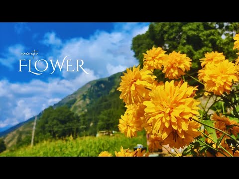 cinematic flowers video 📸 #4k #hd