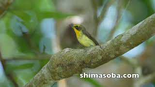リュウキュウキビタキ、アカショウビン、ベニバトなど(動画あり)