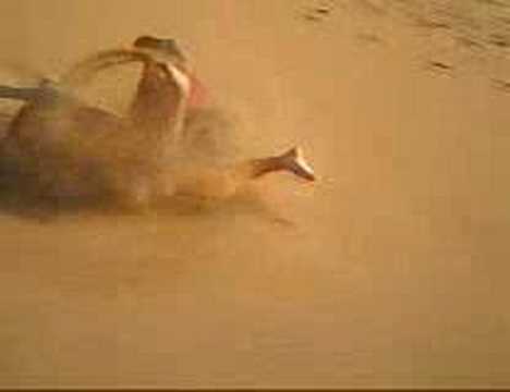 WIPITI WOPITI!!!!!!!!!!!!!!!!!!