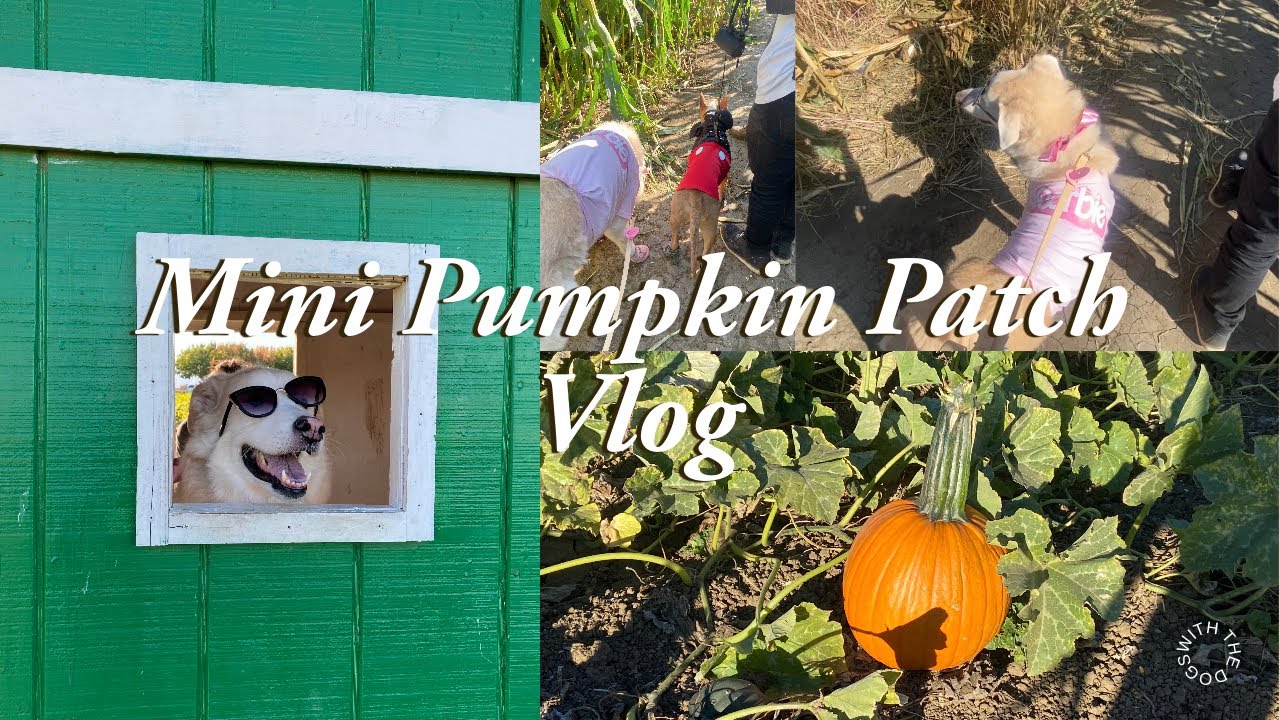 Mini Vlog || Pumpkin Patch