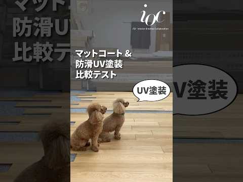 マットコートと防滑UV塗装 犬の滑り 比較テスト