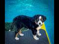 Toy Australian Shepherd dogs for sale: Toy Australian Shepherd 1 - Video 1