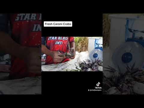 Crabs From Caroni, Trinidad