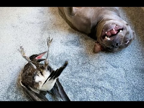 YouTube Thumbnail