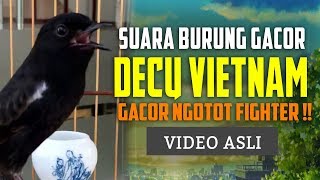 Download lagu SUARA DECU Gacor NGEPLONG Super MERDU mp3