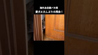 海外永住日本人男。一時帰国で愛犬と10日ぶりの再会に涙!