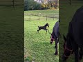 Filly Friesian For sale 2026 Black