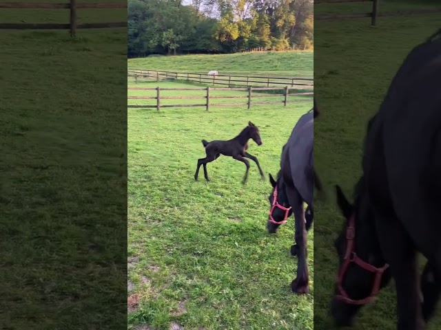 Filly Friesian For sale 2026 Black