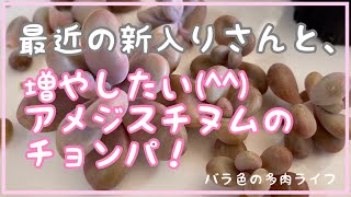【多肉植物】【ガーデニング】新入りさんご紹介とアメジスチヌムをチョンパ！