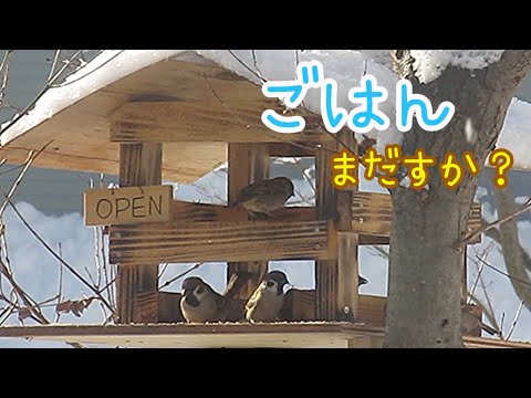 冬に鳥に餌を与えるにはどうすればよいですか？羽毛をより良くケアするために避けるべき間違い  庭園