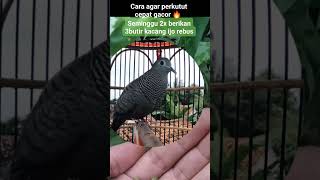 Download lagu Masteran perkutut cemani majapahit gacor - perkutut lokal nusantara118 mp3