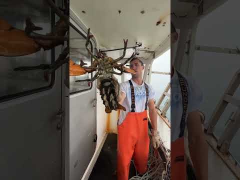 Huge female! Maine lobster