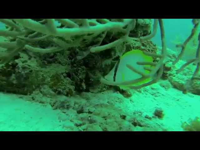 Scuba Diving Aruba!!! Antilla Shipwreck, Arashi Reef. GoPro HD Video!