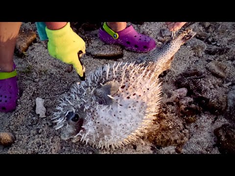 1st YouTube video about are puffer fish poisonous to touch