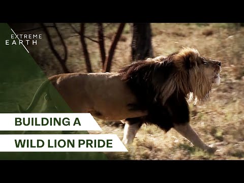 A New King Joins the Pride (4K Animal Documentary)
