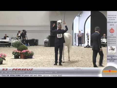 Berlin Cup Werder 2015 - Stallion 10 years old and older (Class 14) - N.53 PERSEUZ