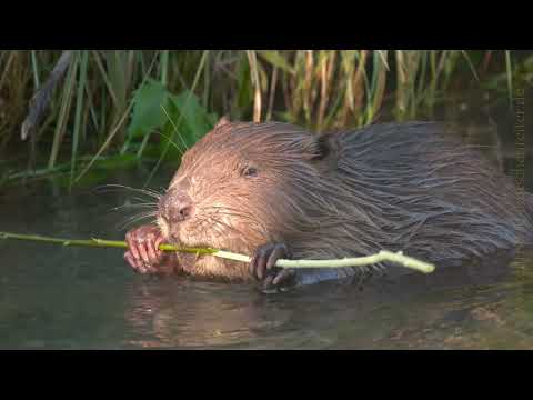 Buchtrailer "Gestatten: Biber" | Christian Kutschenreiter