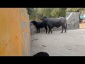 Meeting Successfully Village Buffalo Mating
