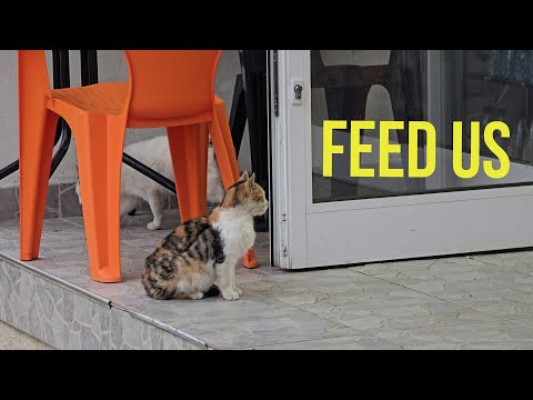 Hungry Street Cats Dream of Food 😿 Watching Through a Grocery Store Window