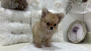 ハーフ犬の動画01